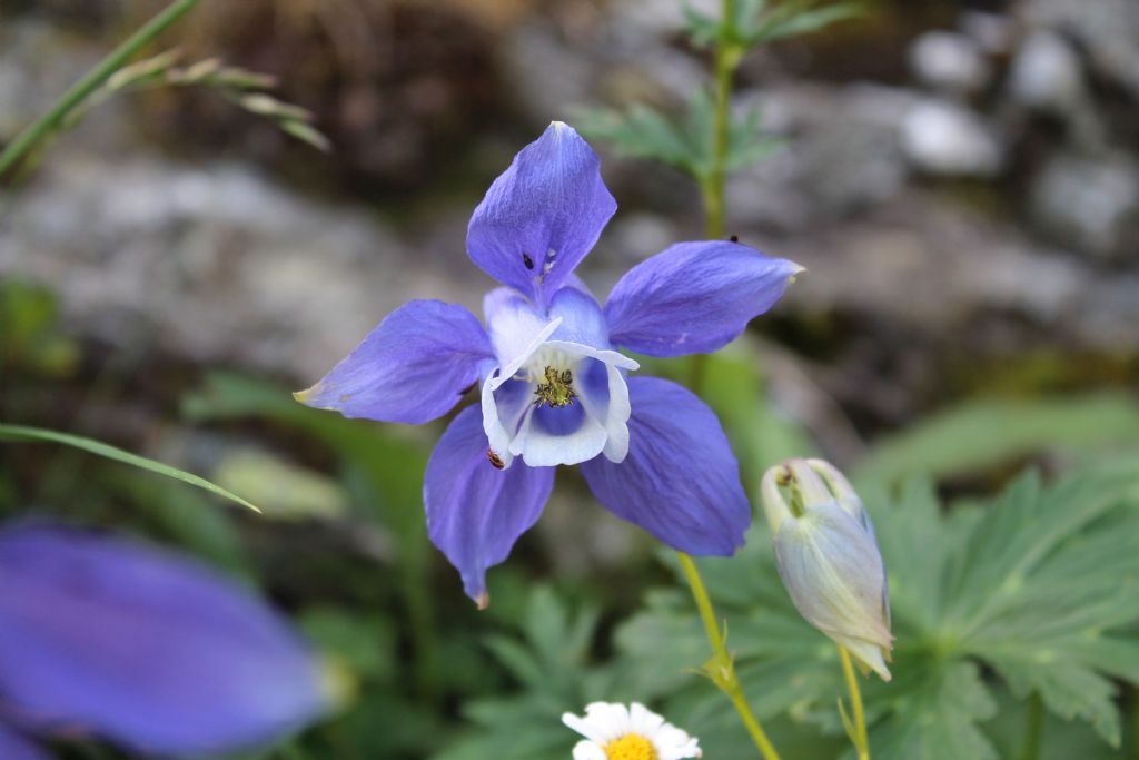 Aquilegia alpina / Aquilegia maggiore